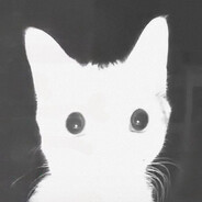 owl avatar