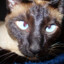 thedemon666lol