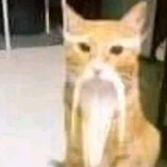 Çinli Sivaslı Kedi avatarı