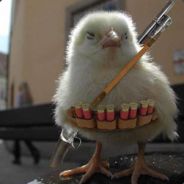 BangBro