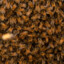 Ten Thousand Bees