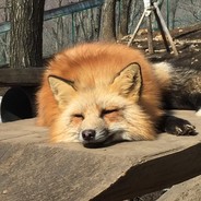 vulpes3254