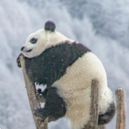 春风十里不如你