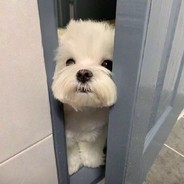 瓜皮奶酥