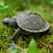 Turtlet