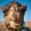Mr. Camel
