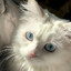 plsfxckmeow