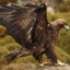 BabaMARABA