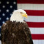 Freedom Chicken
