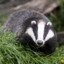 badger