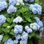 Hortensia Meurtrier