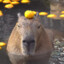 capibara-