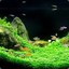 AQUASCAPE