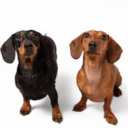 twodog