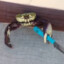 Gangster Crab