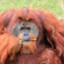 Orangutan.jpg