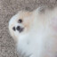 HEckin Chonker
