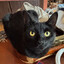 miss kitty
