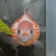Cheese-K' - steam id 76561197965609948