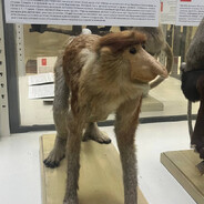 MAX_VERSTAPPENYAN - steam id 76561199003559797