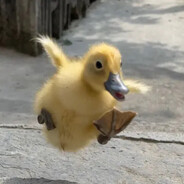 枯藤老树小黄鸭