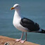 Lintu