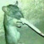 Rat