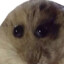 Lil&#039; guy