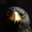 DJ BlackEagle