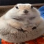 fatkiwi