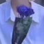 偏爱栽花