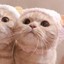 猫叔1995