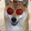 CHERRY DOGGO