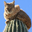 Tootiebobcat