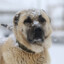 Has Kangal