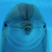 Dolphin