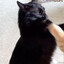 Süti