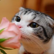 机智的大狸子老党