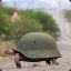 Armored Turtle