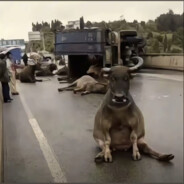 如果忧郁是一种天赋