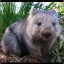 RenegadeWombat