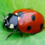 ladybuglibra