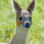 WaterDeer