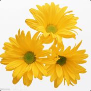 迎风傲立的小雏菊