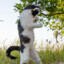 Tron Cat