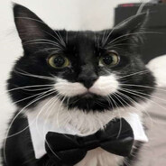 El gato negro