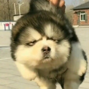 甘甜西瓜山渣酸酸酱