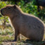 TheCapybaraGamer