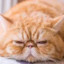 Exotic Shorthair