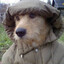 Bachu